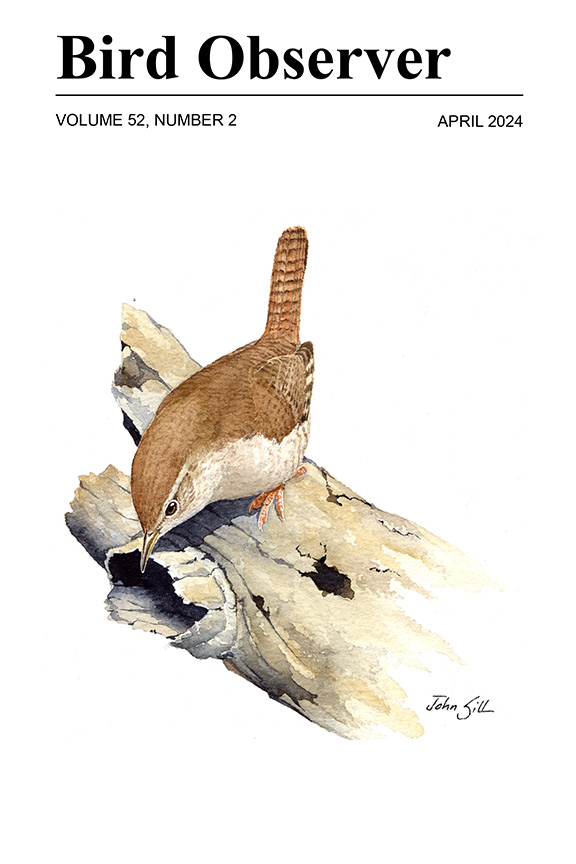 House Wren by John Sill